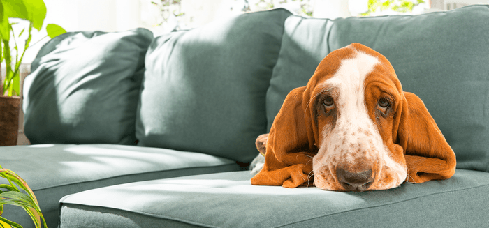 Sad Bassett Hound on Sofa
